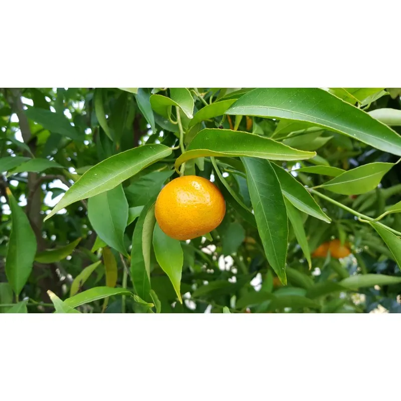 Citrus reticulata greffé sur Volkmeriana / Mandarinier / Conteneur de 1 à 1.9 litres / Agrume