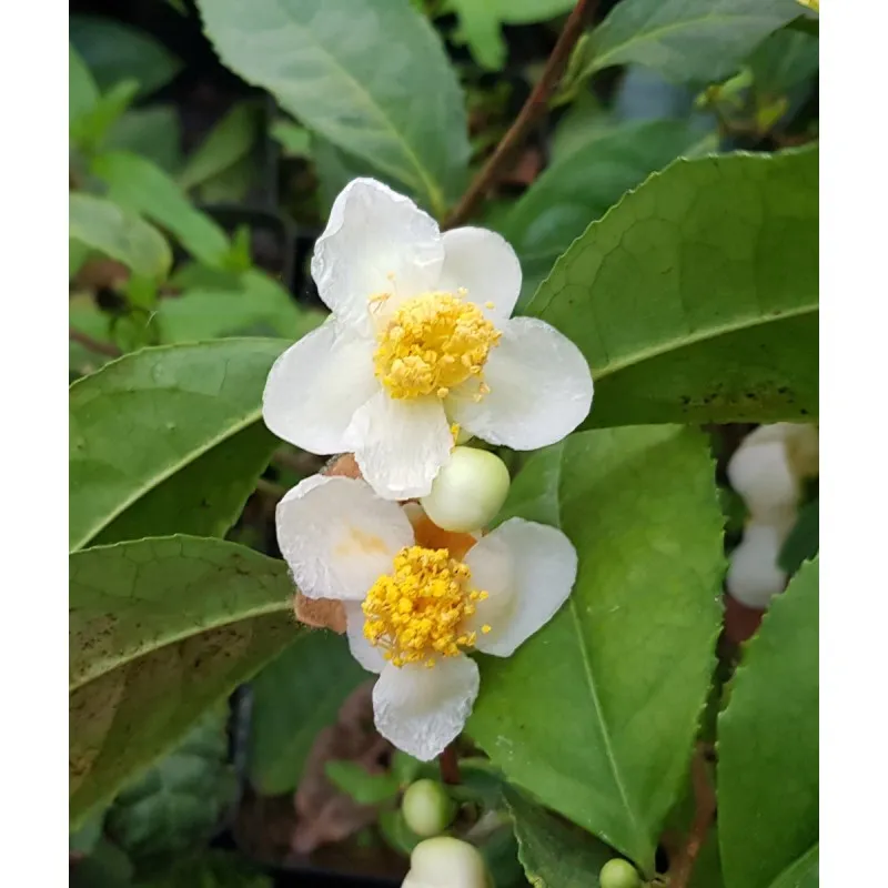 Camellia sinensis / Théier sauvage / Godet / Aromatique