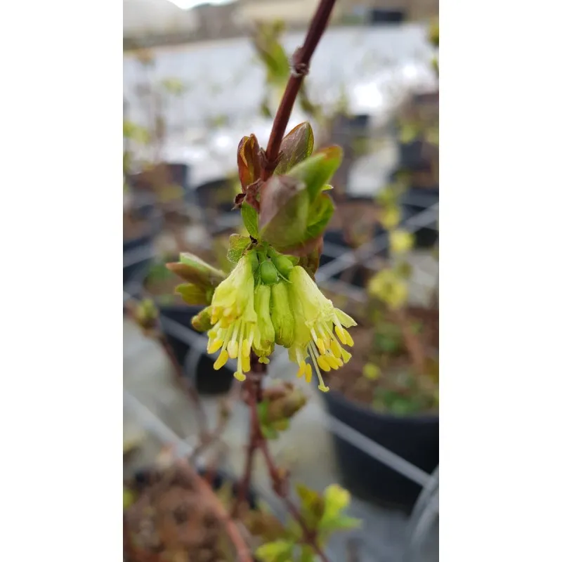 Lonicera kamtschatica 'Blue Velvet' / Baie de mai / Camérisier / Conteneur de 3 à 4 litres / Fruitier