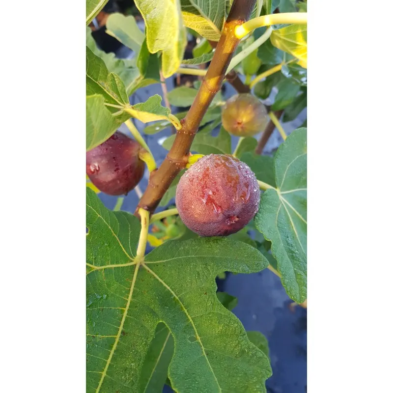 Ficus carica 'Ronde de Bordeaux' / Figuier 'Ronde de Bordeaux' / Conteneur de 3 à 4 litres