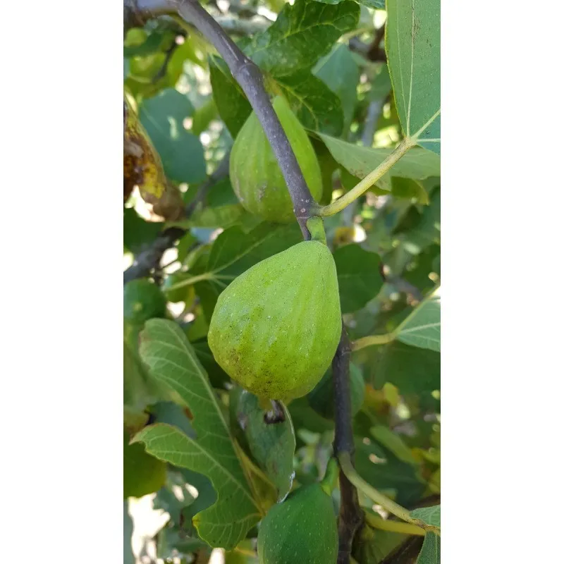 Ficus carica 'Madeleine Jaune' / Figuier 'Madeleine Des 2 Saisons' / Conteneur de 3 à 4 litres