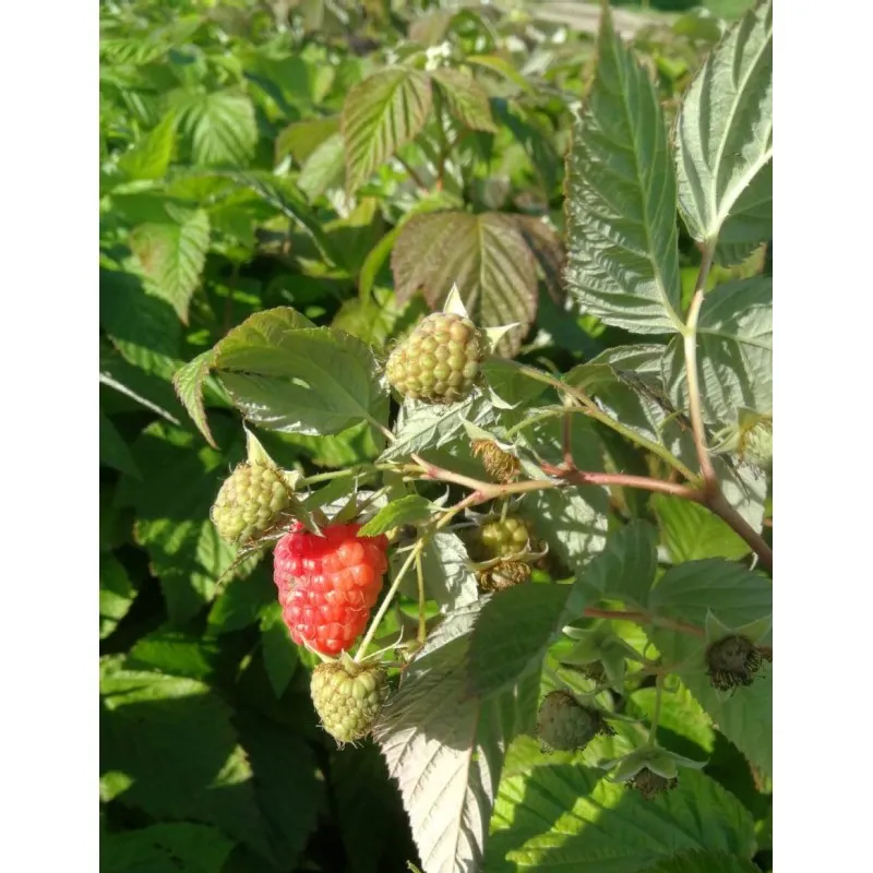 Rubus idaeus 'Enrosadira'® / Framboisier 'Enrosadira'® (Remontant) / Conteneur de 3 à 4 litres