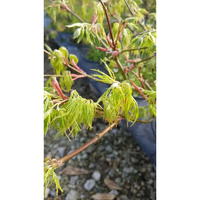 Acer palmatum dissectum 'Shinonome' / Erable du Japon / Conteneur de 3 à 4 litres