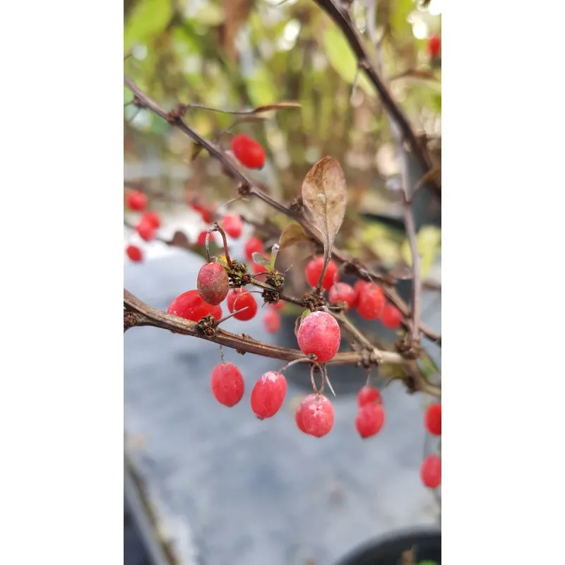 Berberis thunbergii 'Red Torch'® / Épine-vinette de Thunberg / Conteneur de 3 à 4 litres