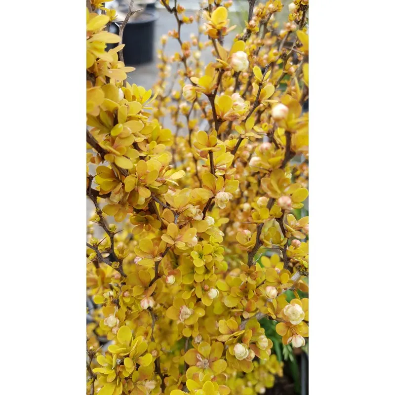 Berberis thunbergii 'Maria'® / Épine-vinette de Thunberg / Conteneur de 3 à 4 litres