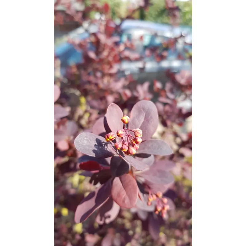 Berberis x ottawensis 'Auricoma' / Épine-vinette hybride d'Ottawa / Conteneur de 3 à 4 litres