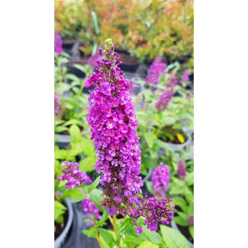 Buddleia x 'Miss Violet'® / Arbre aux papillons nain violet / Conteneur de 3 à 4 litres