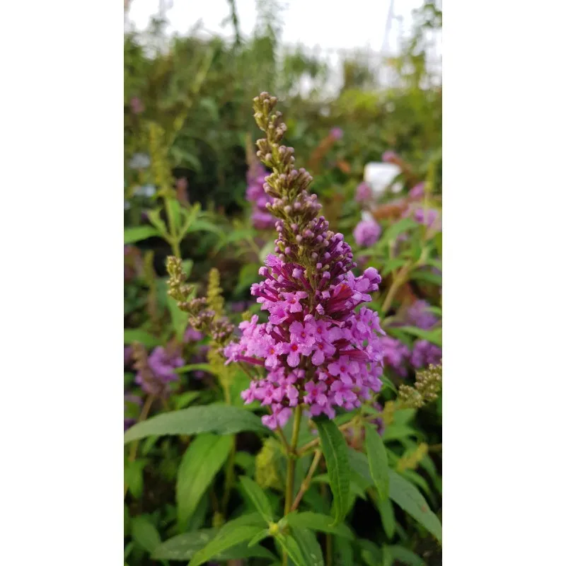 Buddleia davidii BUZZ 'Violet'® / Arbre aux papillons nain / Conteneur de 3 à 4 litres