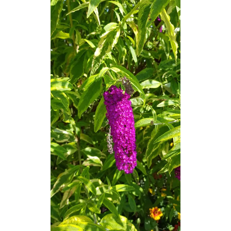 Buddleia davidii 'Harlequin' / Arbre aux papillons panaché / Conteneur de 3 à 4 litres