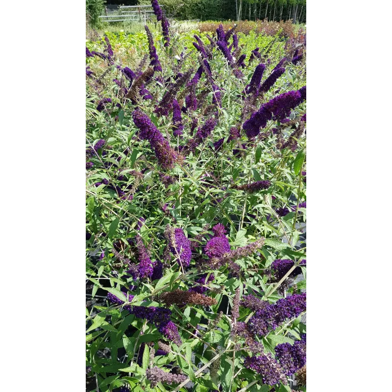 Buddleia davidii PURPLE EMPEROR 'Pyrkeep' / Arbre aux papillons / Conteneur de 3 à 4 litres