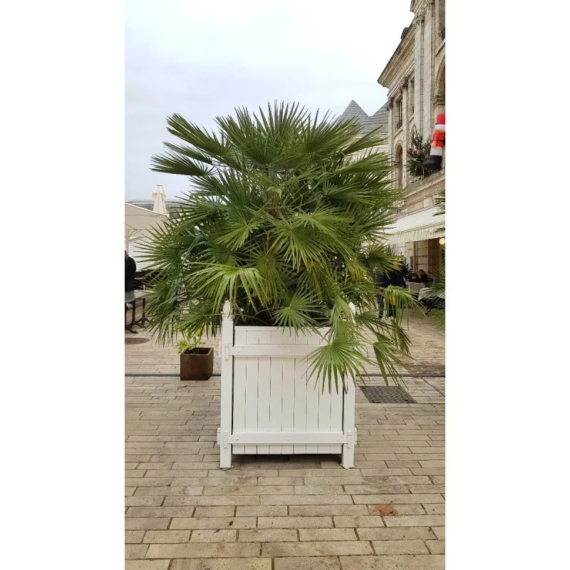 Chamaerops humilis / Palmier nain / Godet Anti-Chignon