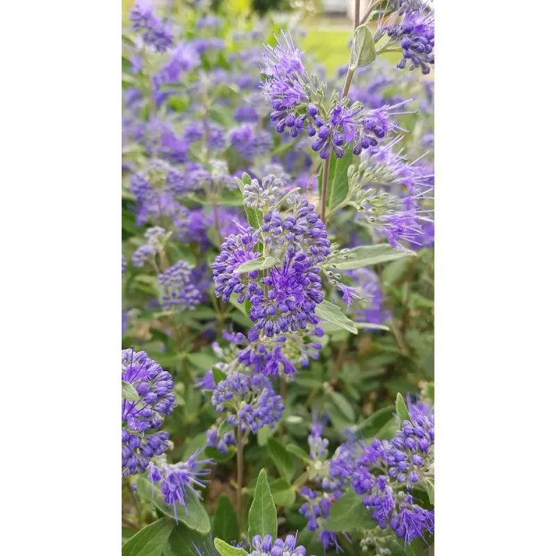 Caryopteris x clandonensis 'Kew Blue' / Spirée bleu / Conteneur de 3 à 4 litres