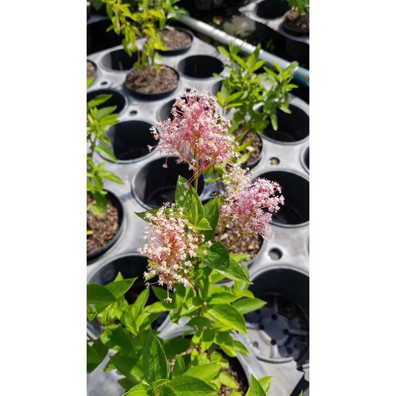 Ceanothus pallidus 'Perle Rose' / Ceanothe Hybride / Conteneur de 3 à 4 litres