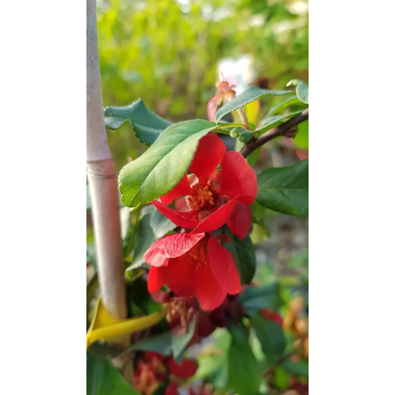 Chaenomeles x superba 'Crimson and Gold' / Cognassier du Japon rouge / Conteneur de 3 à 4 litres