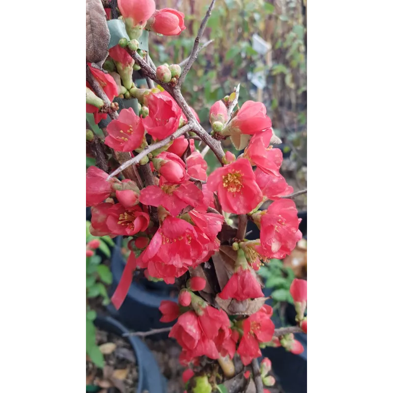 Chaenomeles speciosa 'Falconnet Charlet' / Cognassier du Japon rose saumon / Conteneur de 3 à 4 litres