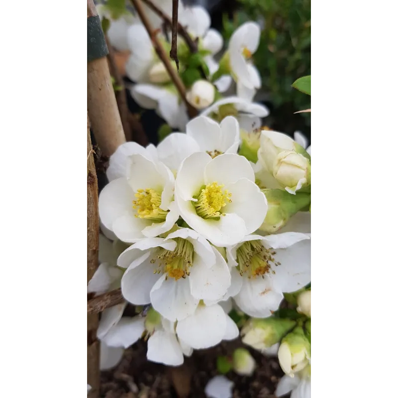 Chaenomeles speciosa 'Nivalis' / Cognassier du Japon blanc pur / Conteneur de 3 à 4 litres