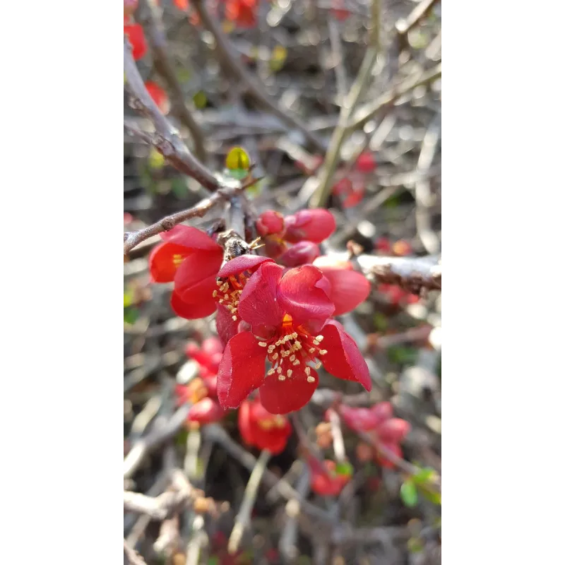 Chaenomeles speciosa 'Rubra Grandiflora' / Cognassier du Japon rouge/ Conteneur de 3 à 4 litres