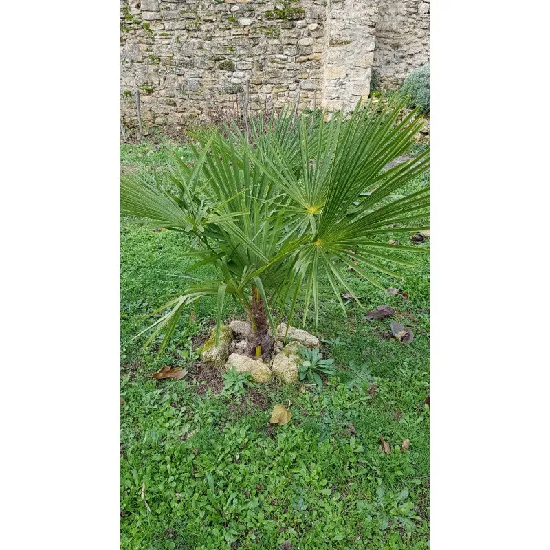 Trachycarpus fortunei / Palmier de Chine / Conteneur de 7 à 10 litres