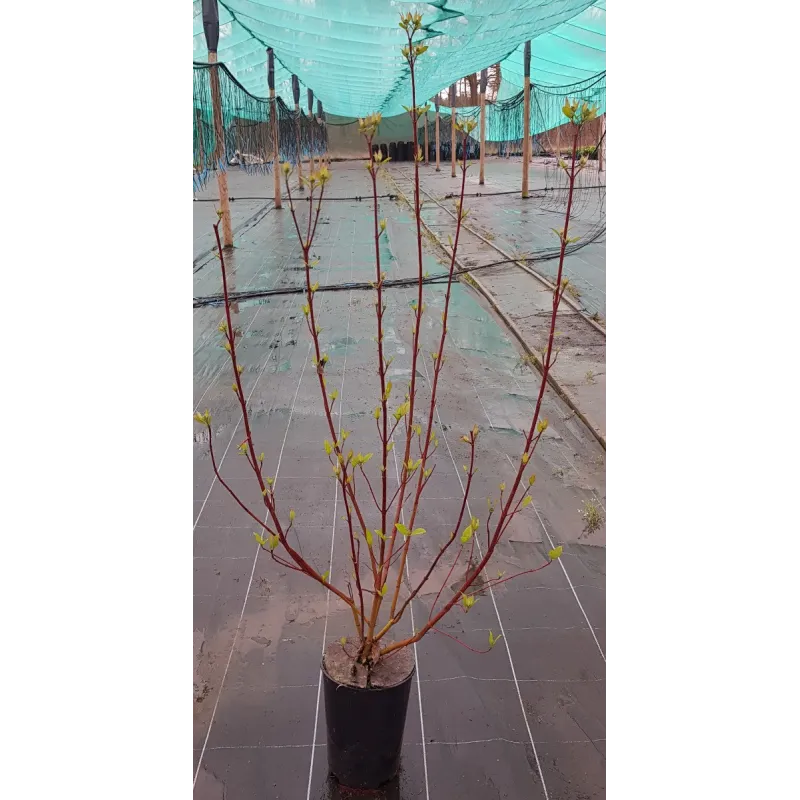 Cornus sericea 'Cardinal' / Cornouiller stolonifère / Conteneur de 3 à 4 litres