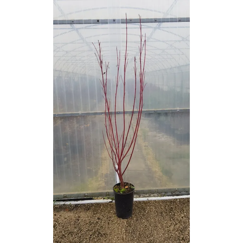 Cornus alba 'Westonbirt' / Cornouiller blanc à bois rouge / Conteneur de 3 à 4 litres