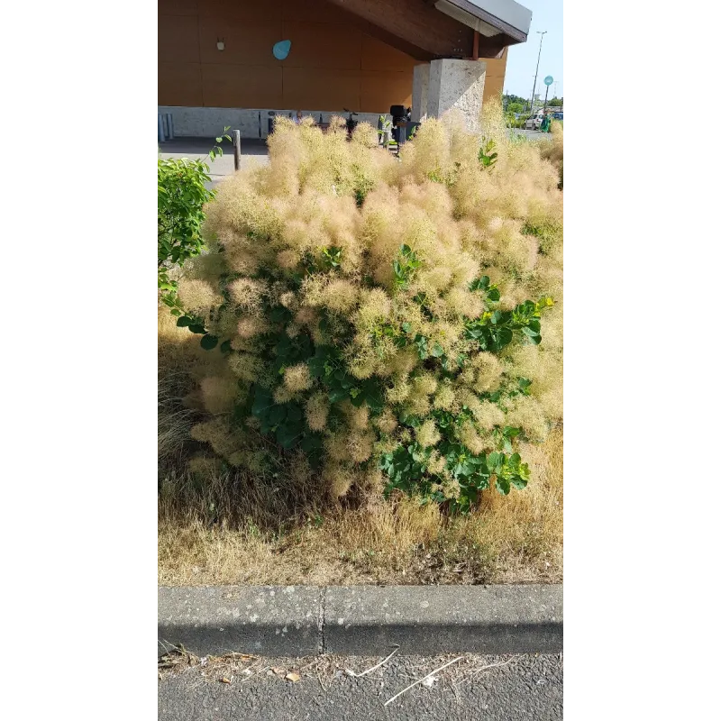 Cotinus coggygria 'Young Lady'® / Arbre à perruque / Conteneur de 3 à 4 litres