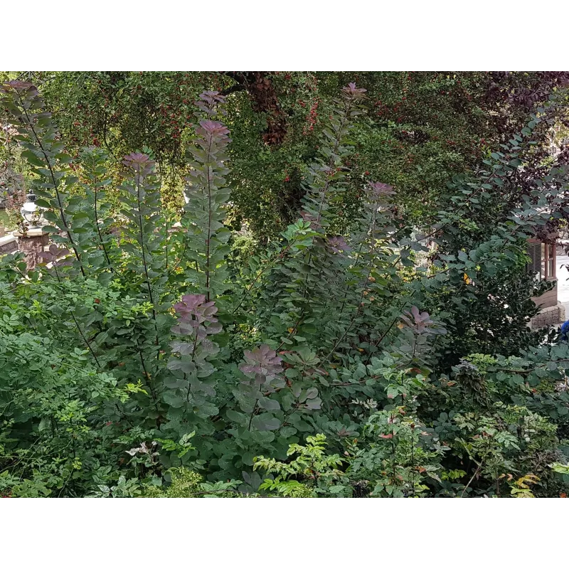 Cotinus coggygria / Arbre à perruque / Conteneur de 3 à 4 litres