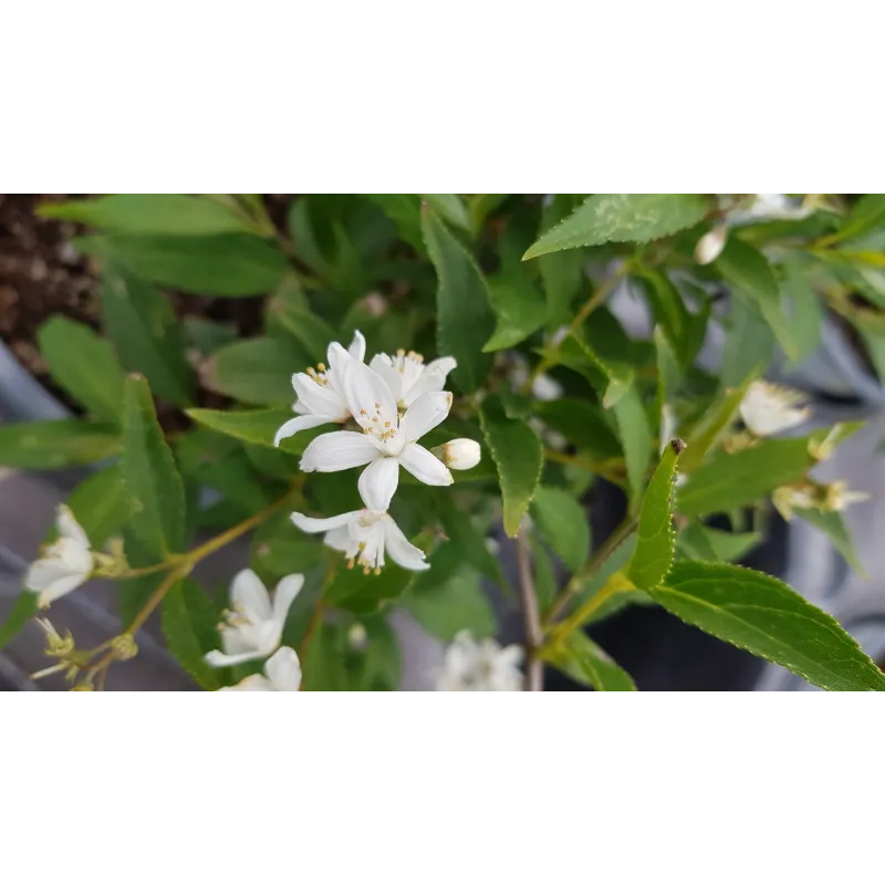 Deutzia x rosea PW® YUKI SNOWFLAKE® 'NCDX1' / Deutzie compacte à fleurs blanches / Conteneur de 3 à 4 litres