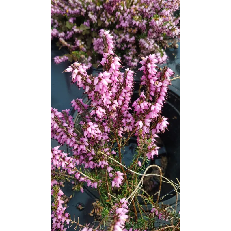 Erica X darleyensis 'Furzey' / Bruyère d'hiver rose / Conteneur de 3 à 4 litres