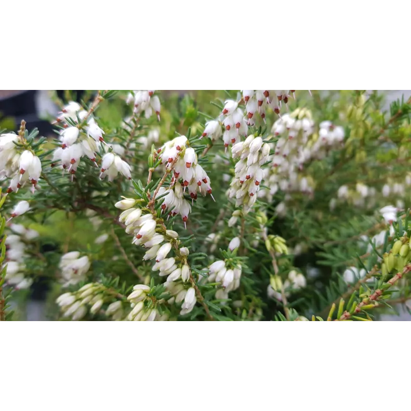 Erica X darleyensis 'Silbershmelze' / Bruyère d'hiver blanche / Conteneur de 3 à 4 litres