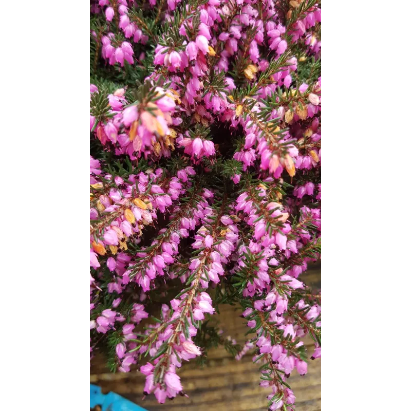 Erica X darleyensis 'Rouge' / Bruyère d'hiver rouge rosée / Conteneur de 3 à 4 litres