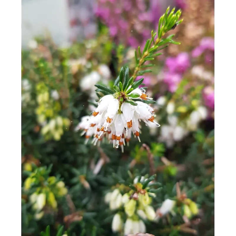 Erica X darleyensis 'Blanche' / Bruyère d'hiver blanche / Conteneur de 1 à 1.9 litres