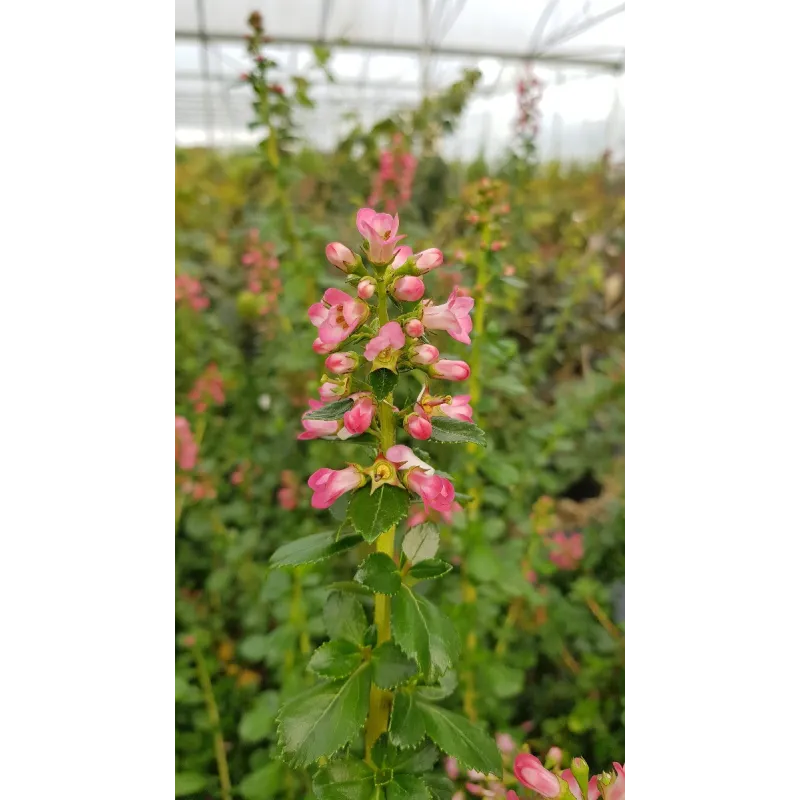 Escallonia x 'Pride of Donard' / Escallonia à fleur rouge clair / Conteneur de 3 à 4 litres