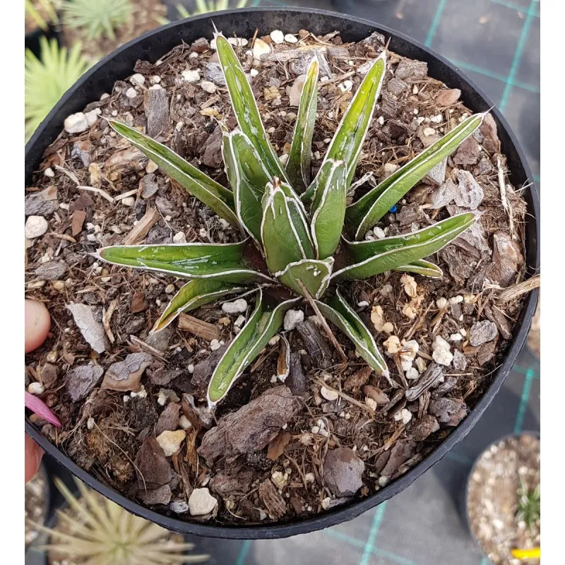 Agave victoria-reginae ssp. swobodae 'Compacta' / Agave de la reine Victoria compacte à feuilles étroites / Conteneur de 2 à 2.9