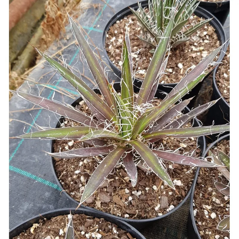 Agave filifera subsp. schidigera / Conteneur de 2 à 2.9 litres