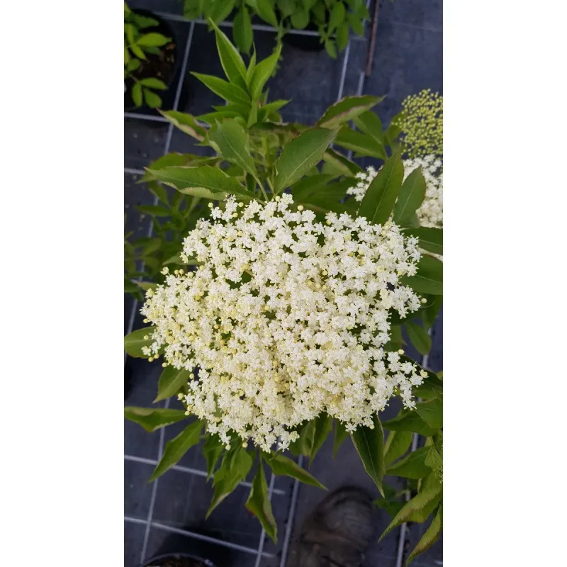 Sambucus nigra 'Sampo' / Sureau noir à gros fruits / Godet / Fruitier