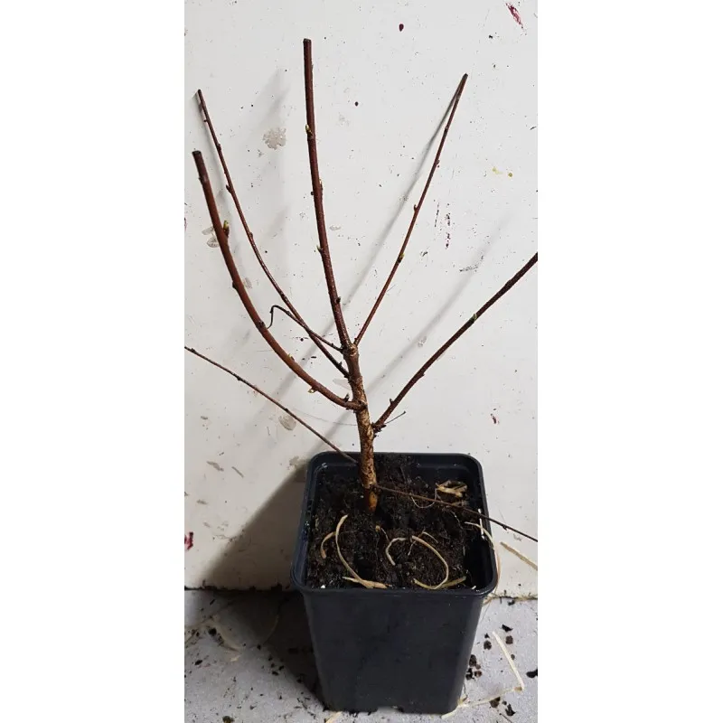 Prunus x 'Carmine Jewel' / Griottier nain / Conteneur de 0.5 à 0.9 litres / Fruitier nain