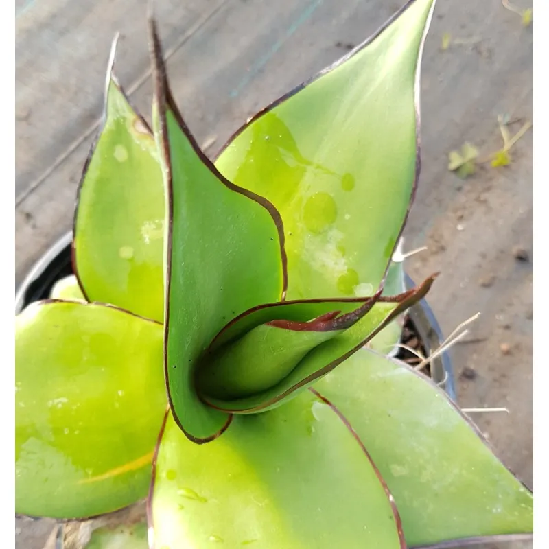 Agave chazaroi / Conteneur de 2 à 2.9 litres