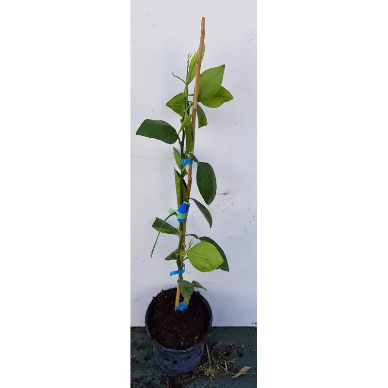 Citrus sinensis 'Tarocco Ippolito' greffé sur FA5® / Orange sanguine / Conteneur de 3 à 4 litres / Agrume