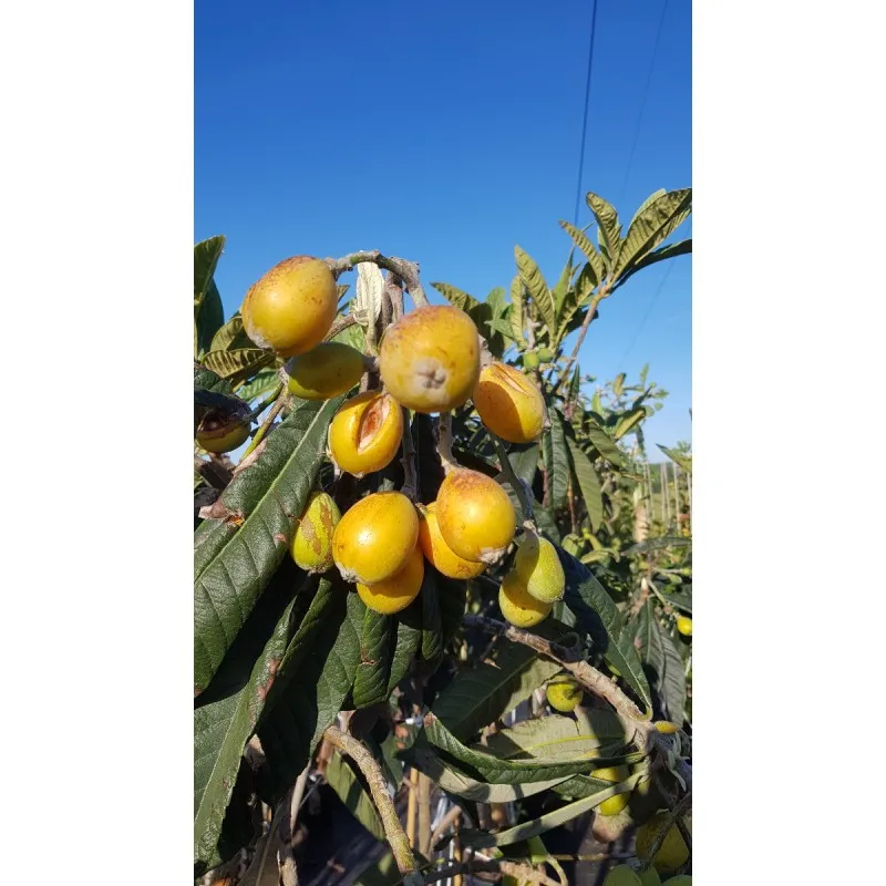 Eriobotrya japonica 'California' (De Greffe) / Néflier du Japon / Conteneur de 7 à 10 litres / Fruitier