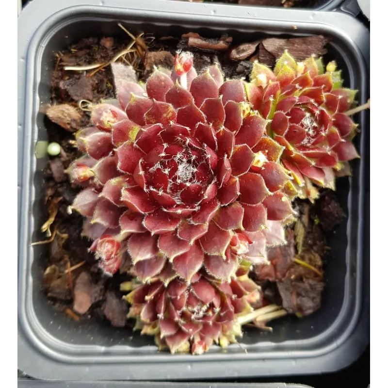 Sempervivum chick charms ® 'Cosmic candy' / Joubarbe à rosette rouge foncé coeur duveteux / Godet / Succulente