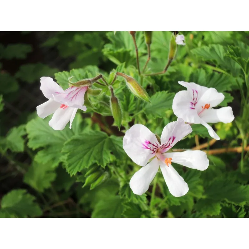 Pelargonium x citriodorum / Géranium au parfum citronnée / Godet