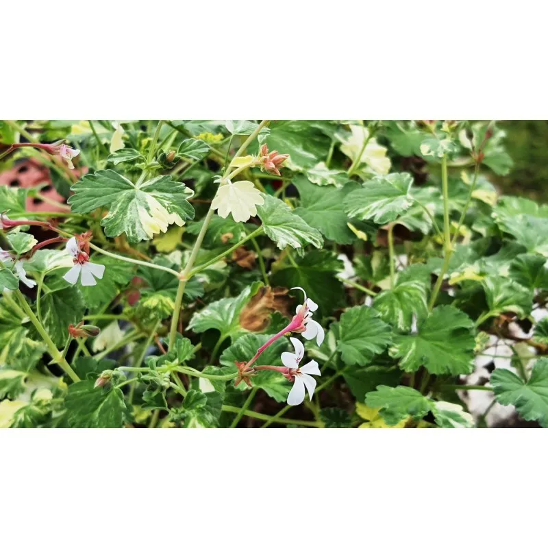 Pelargonium x fragrans 'Variegatum' / Géranium au parfum de pin / Godet