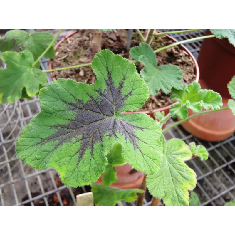 Pelargonium x tomentosum 'Chocolate' / Géranium au parfum de menthe chocolat / Godet