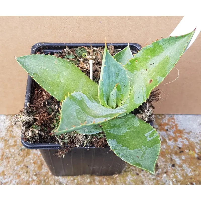 Agave potatorum f. verschaffeltii / Godet