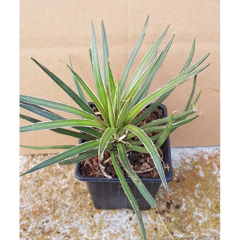 Agave geminiflora / Agave à fleurs géminées / Godet