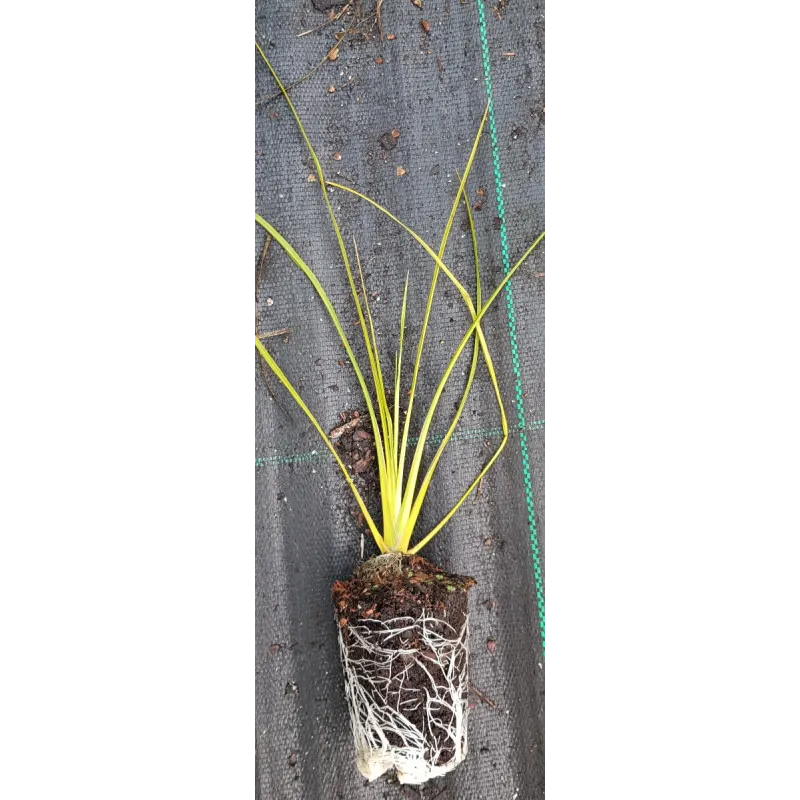 Cordyline indivisa / Ecomotte