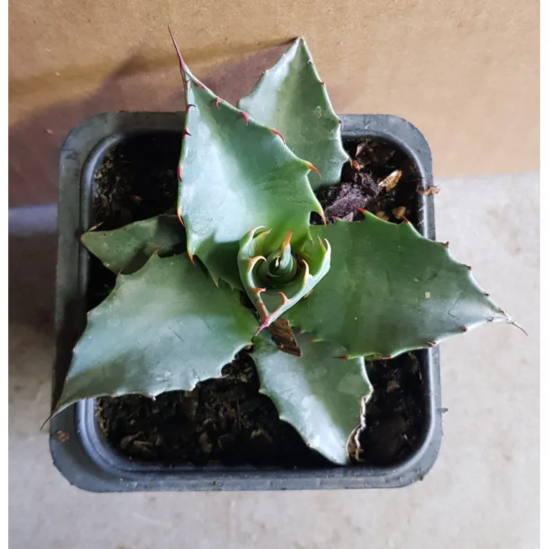 Agave parrasana 'Globe' / Godet