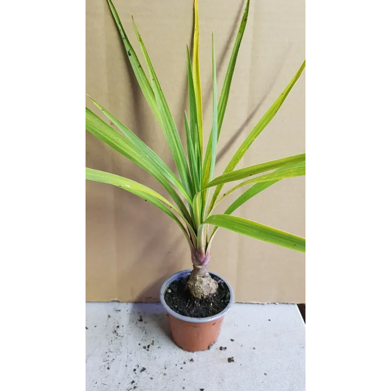 Cordyline australis 'Peko' cov / Cordyline Faux-Dracaena / Godet