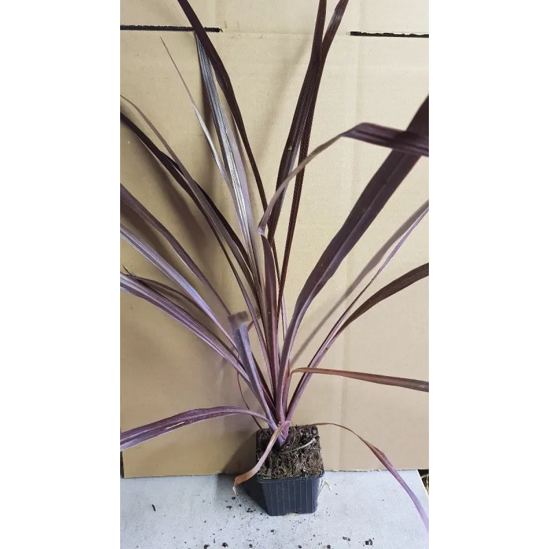 Cordyline australis 'Black Knight' / Cordyline Faux-Dracaena / Godet