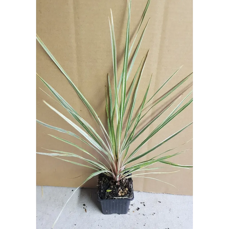 Cordyline australis 'Pink Champagne' / Cordyline Faux-Dracaena / Godet